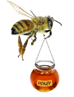 Manuka Honey bee
