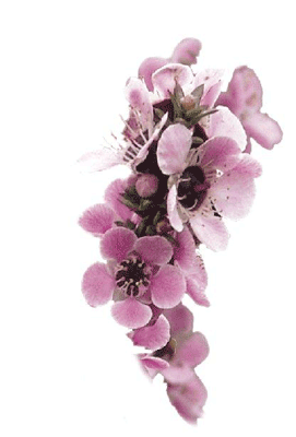 pink manuka flower