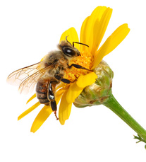 api-bee 2