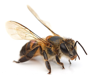 bee sitting on white background