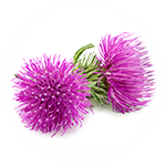 Burdock-small